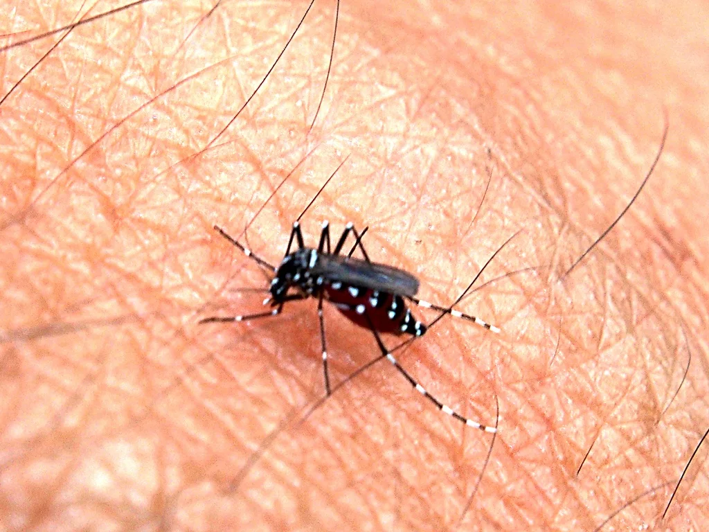 An Aedes aegypti mosquito, the species that carries dengue