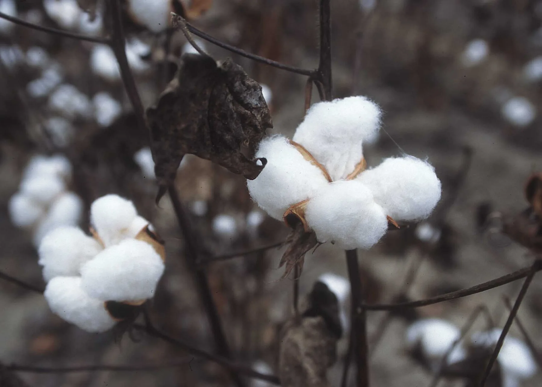 Open cotton bolls with white fibre on dry brown stalks in a cotton field ready for picking