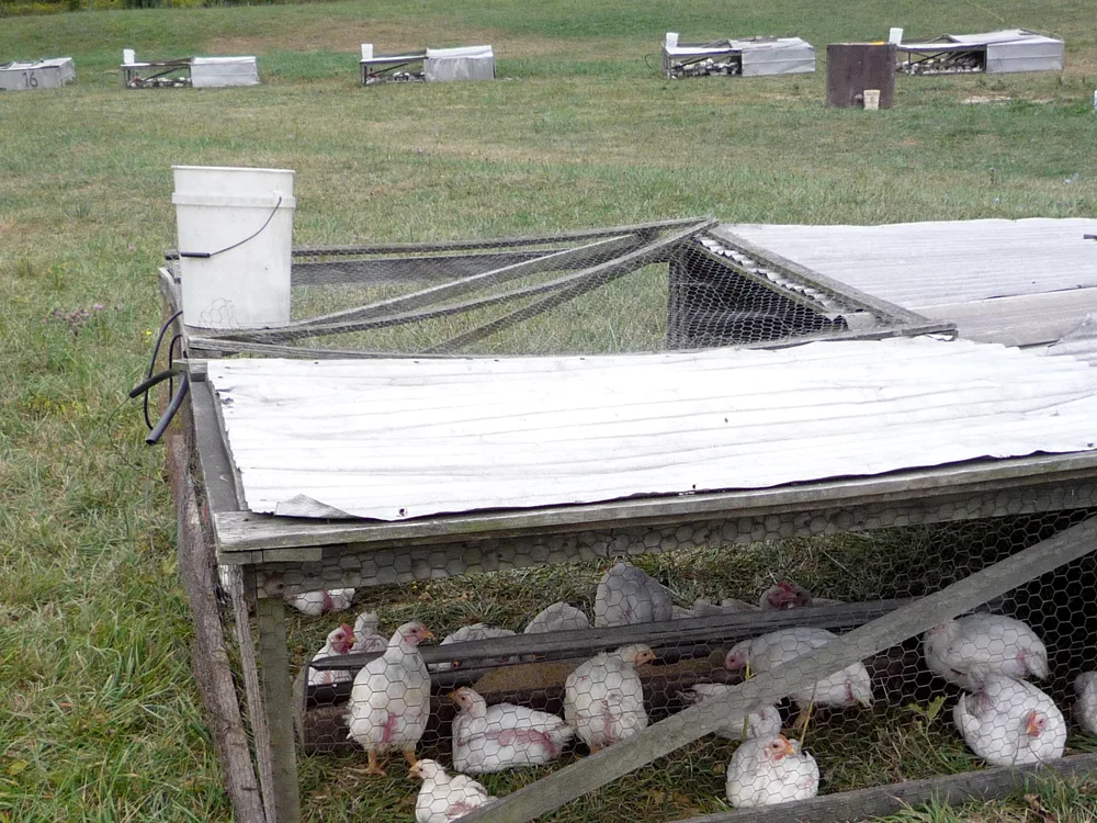 White broiler chickens resting inside a wire-mesh pen on a grassy poultry farm