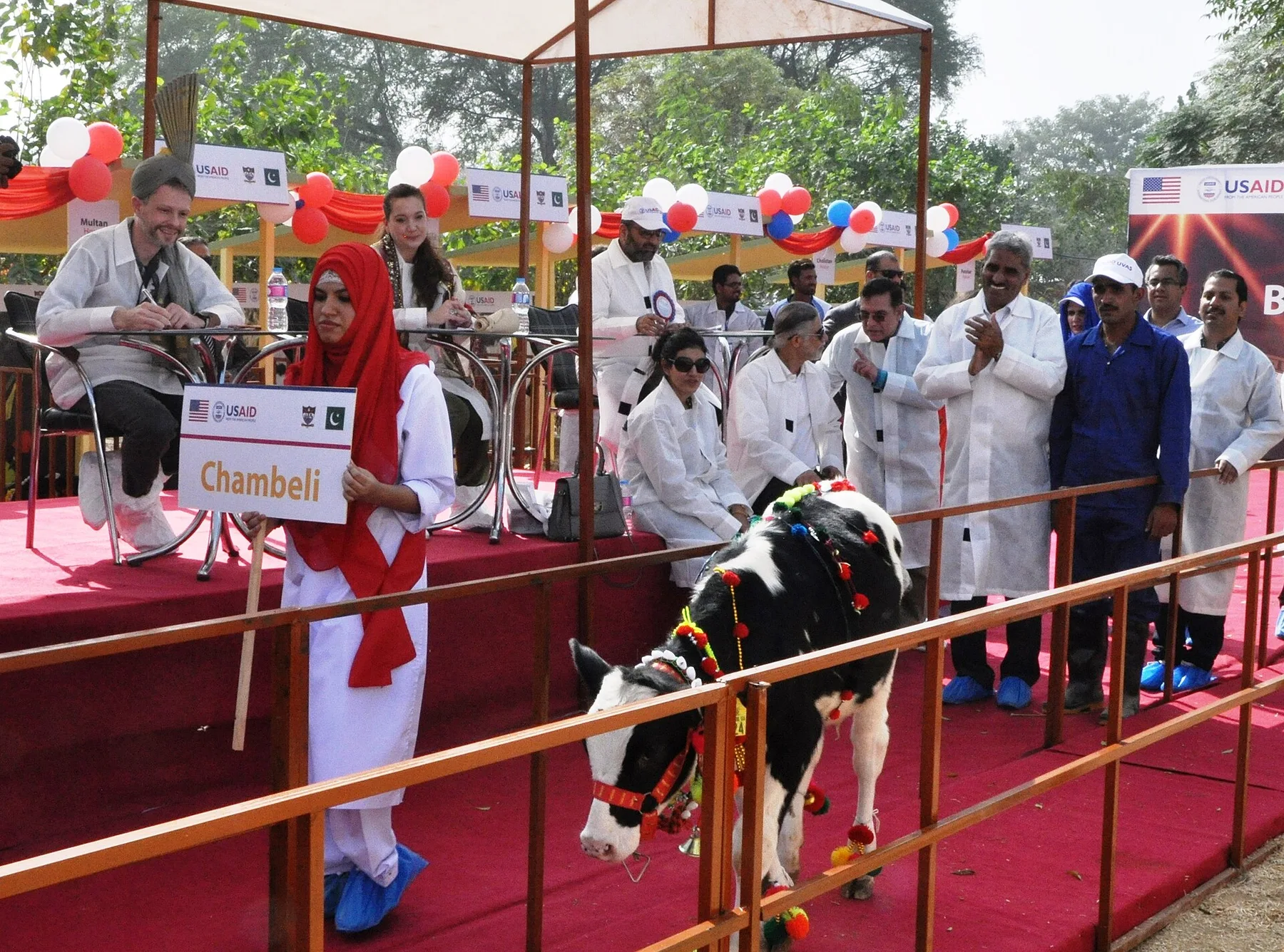 A decorated calf is led past judges and officials at a livestock show in Pakistan