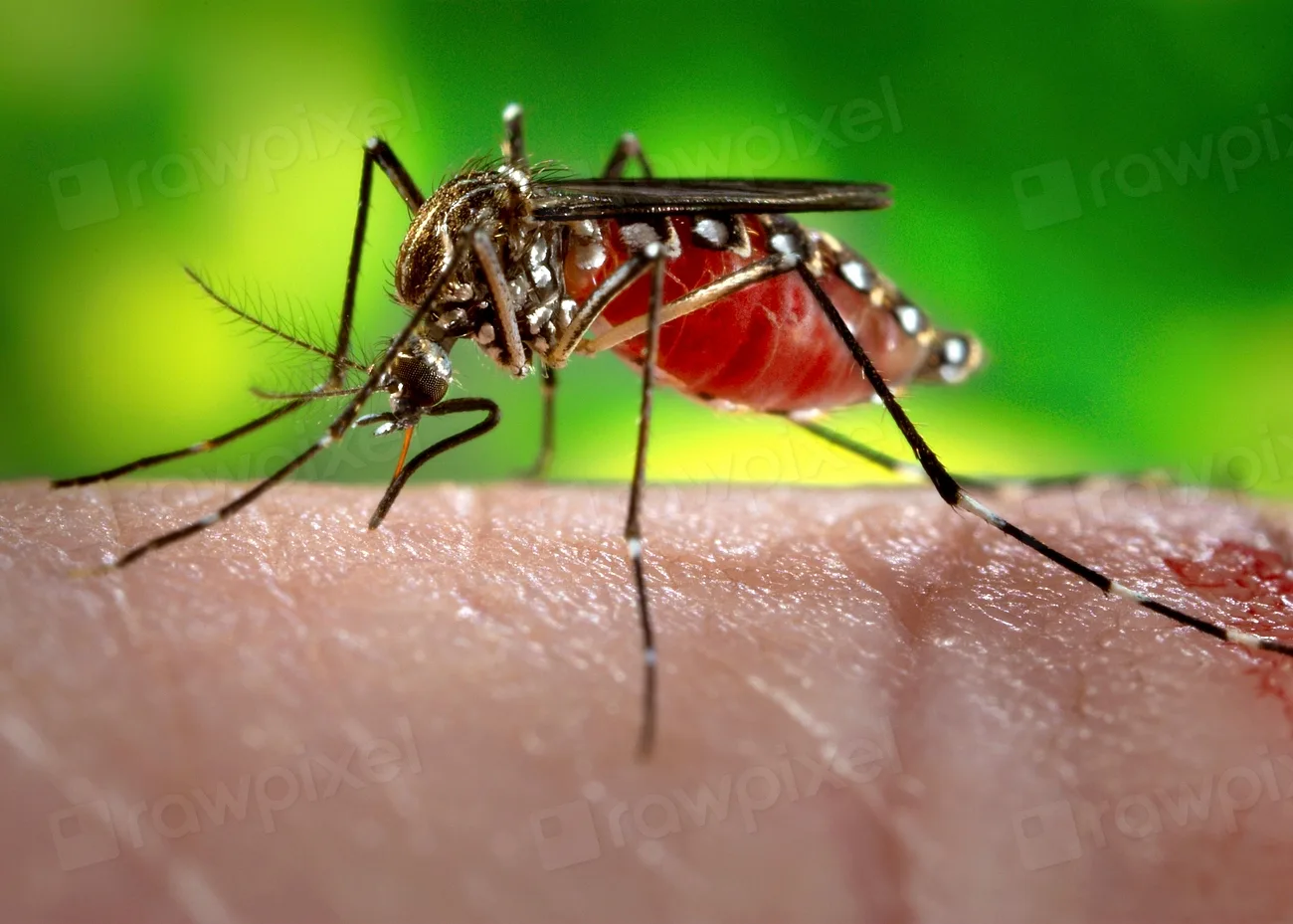Close-up of an Aedes aegypti mosquito with striped legs feeding on human skin