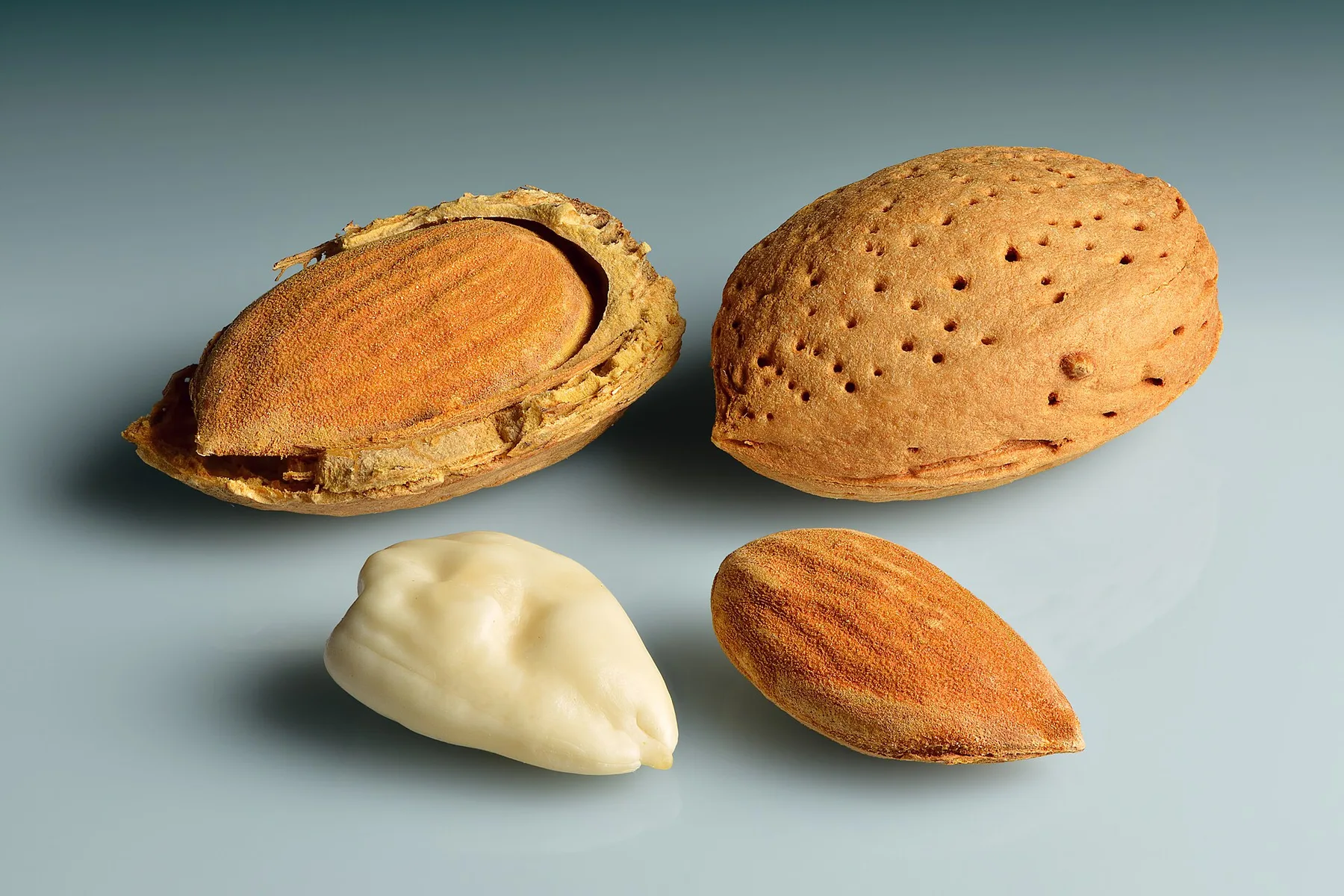 Almonds on a grey surface: one cracked in its shell, one whole in the shell, one kernel and one blanched kernel