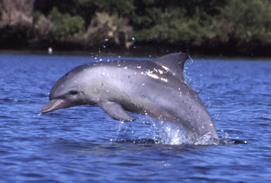 An Indo-Pacific bottlenose dolphin leaps clear of blue water near a wooded shoreline