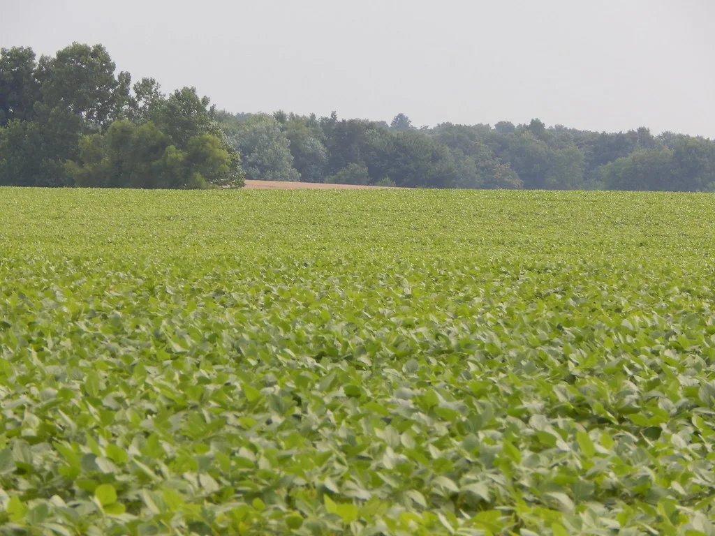 GM soybean, corn and cotton decisions deferred: National Biosafety Committee sends cases back