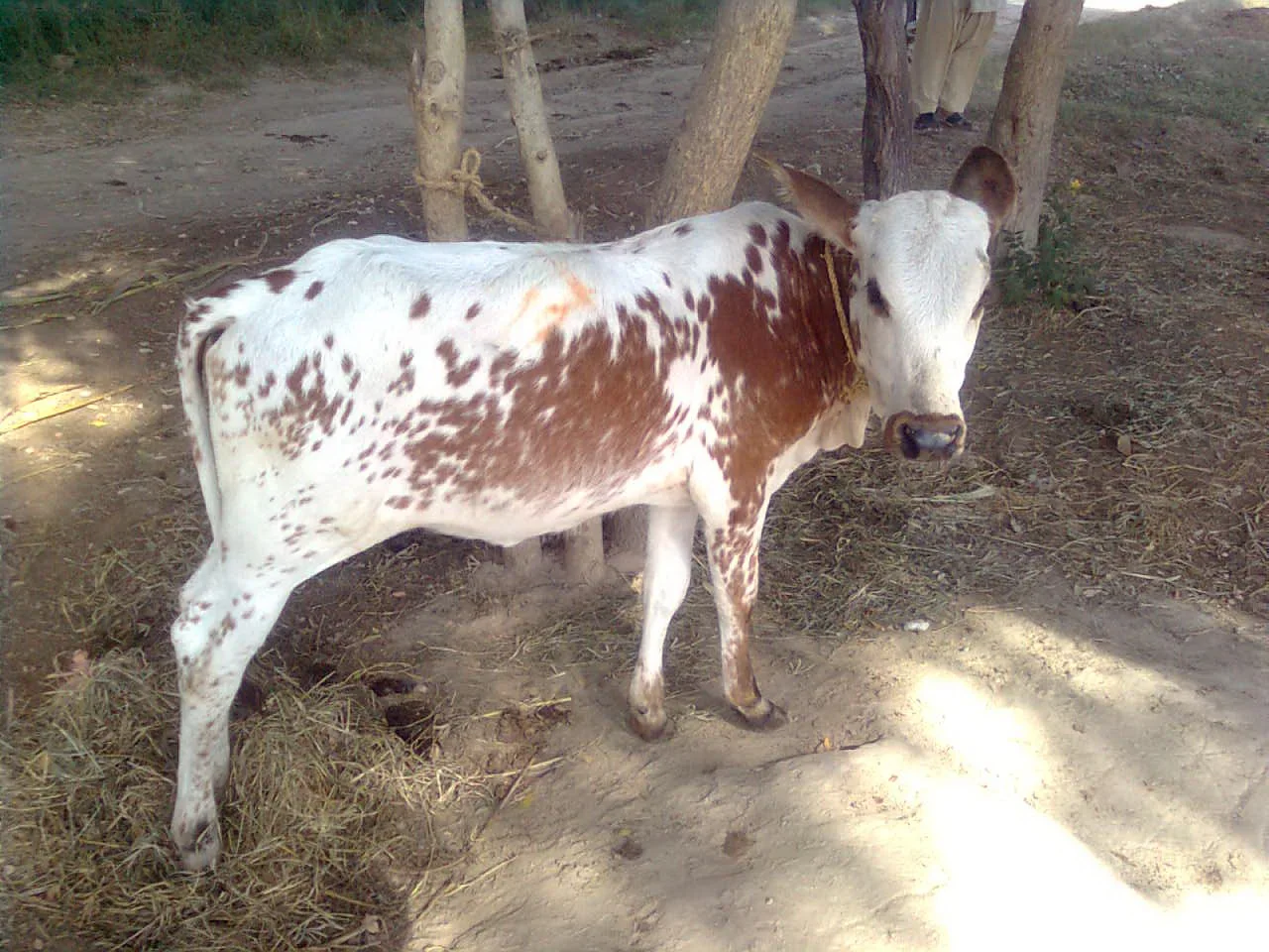 Cattle at a farm in Pakistan