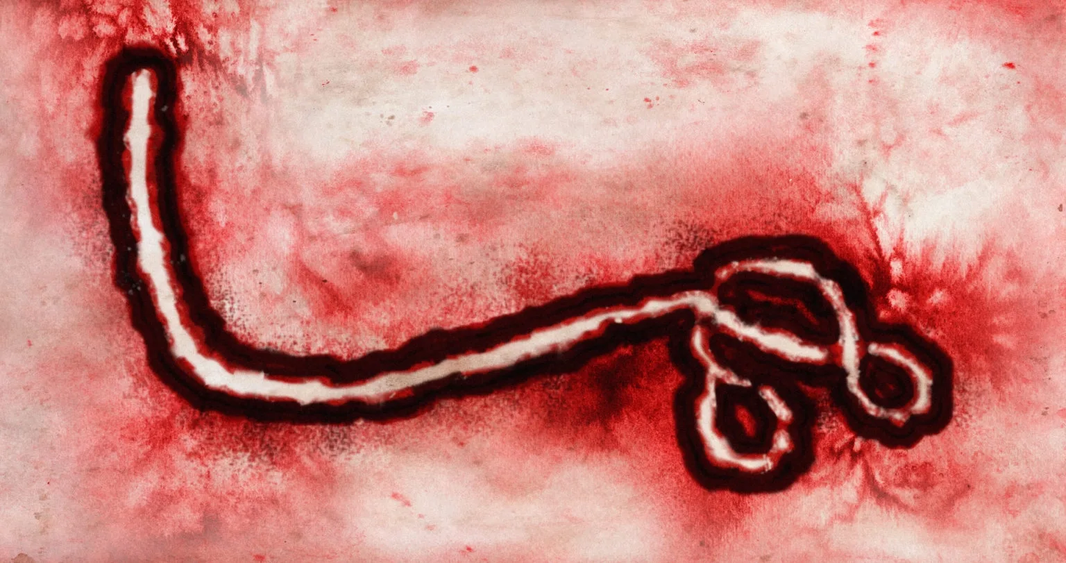 Coloured electron micrograph of a long, curled Ebola virus particle on a red background