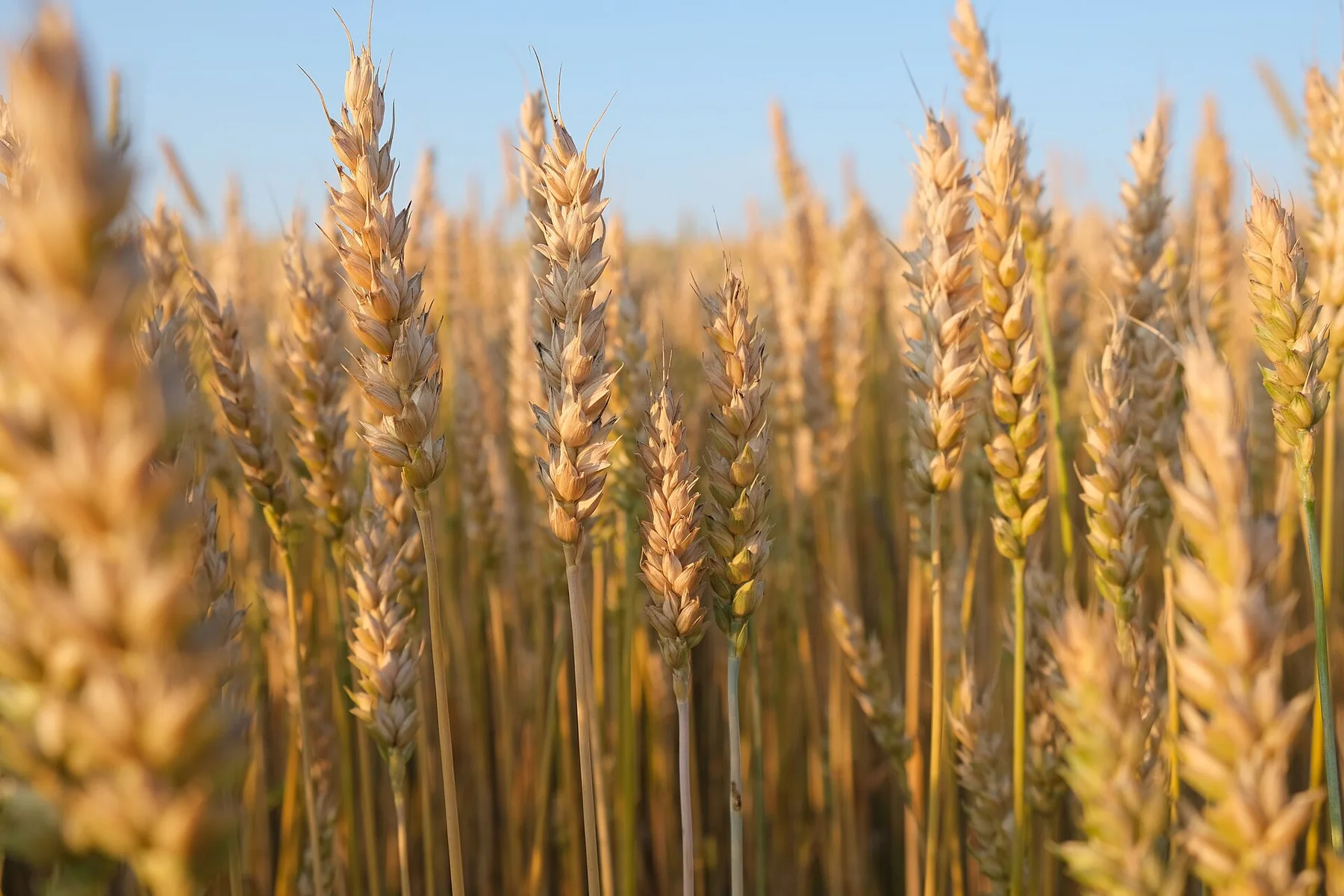 Close-up of ripe golden wheat ears standing in a field under a clear blue sky