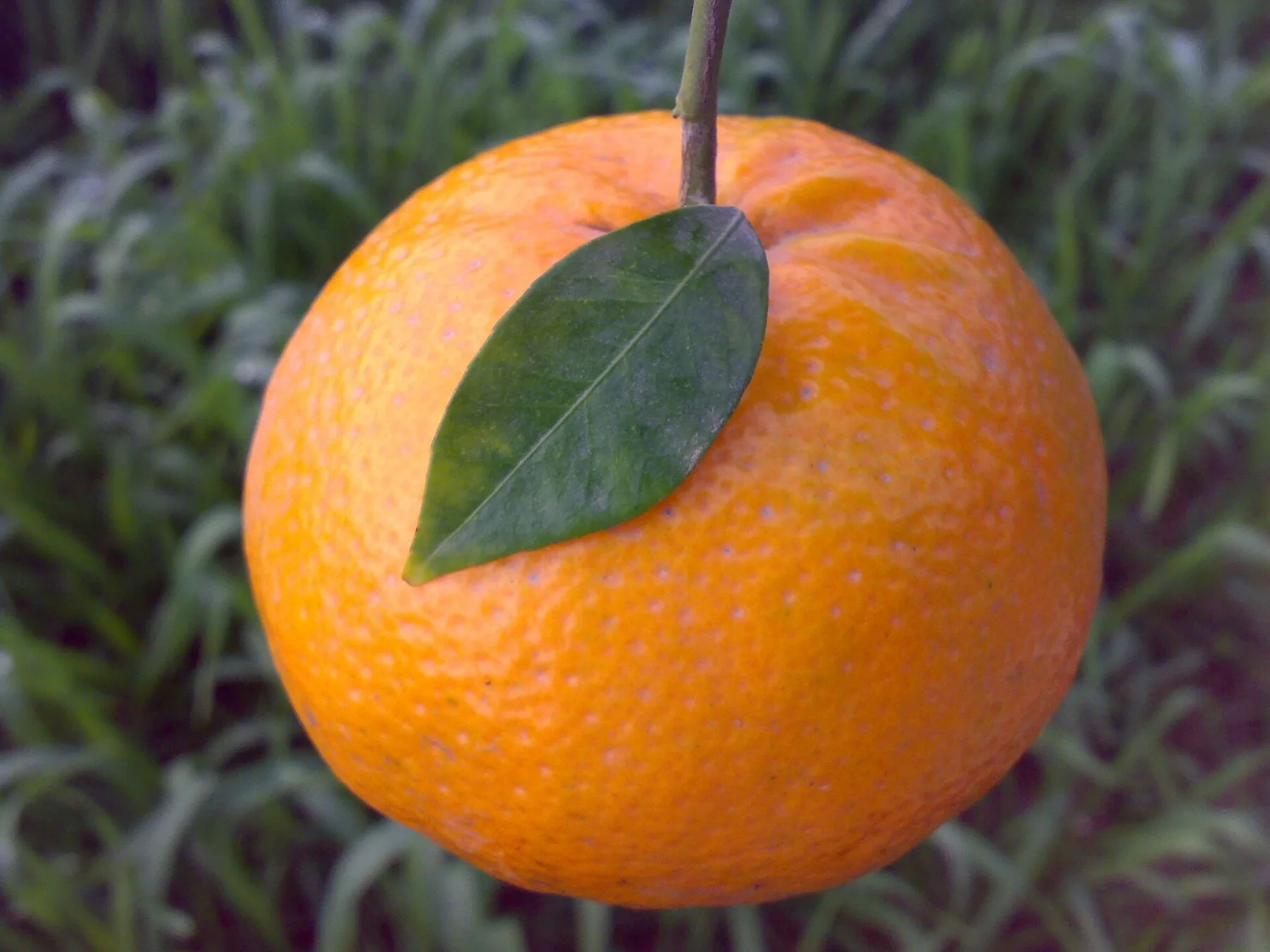 A ripe orange kinnow hanging from its stem with a green leaf, grass behind
