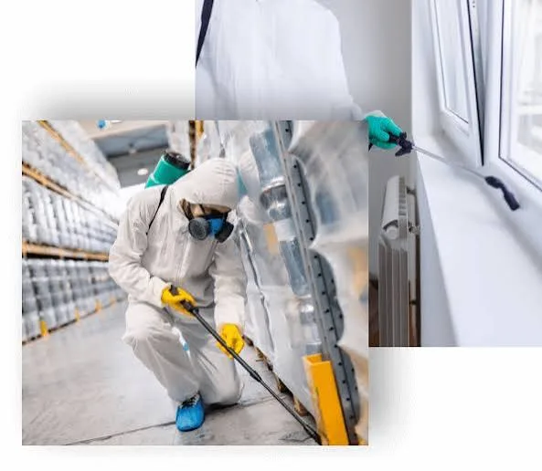 How to Choose Pest Management Services in Lahore for Your Home or Business, photo 2