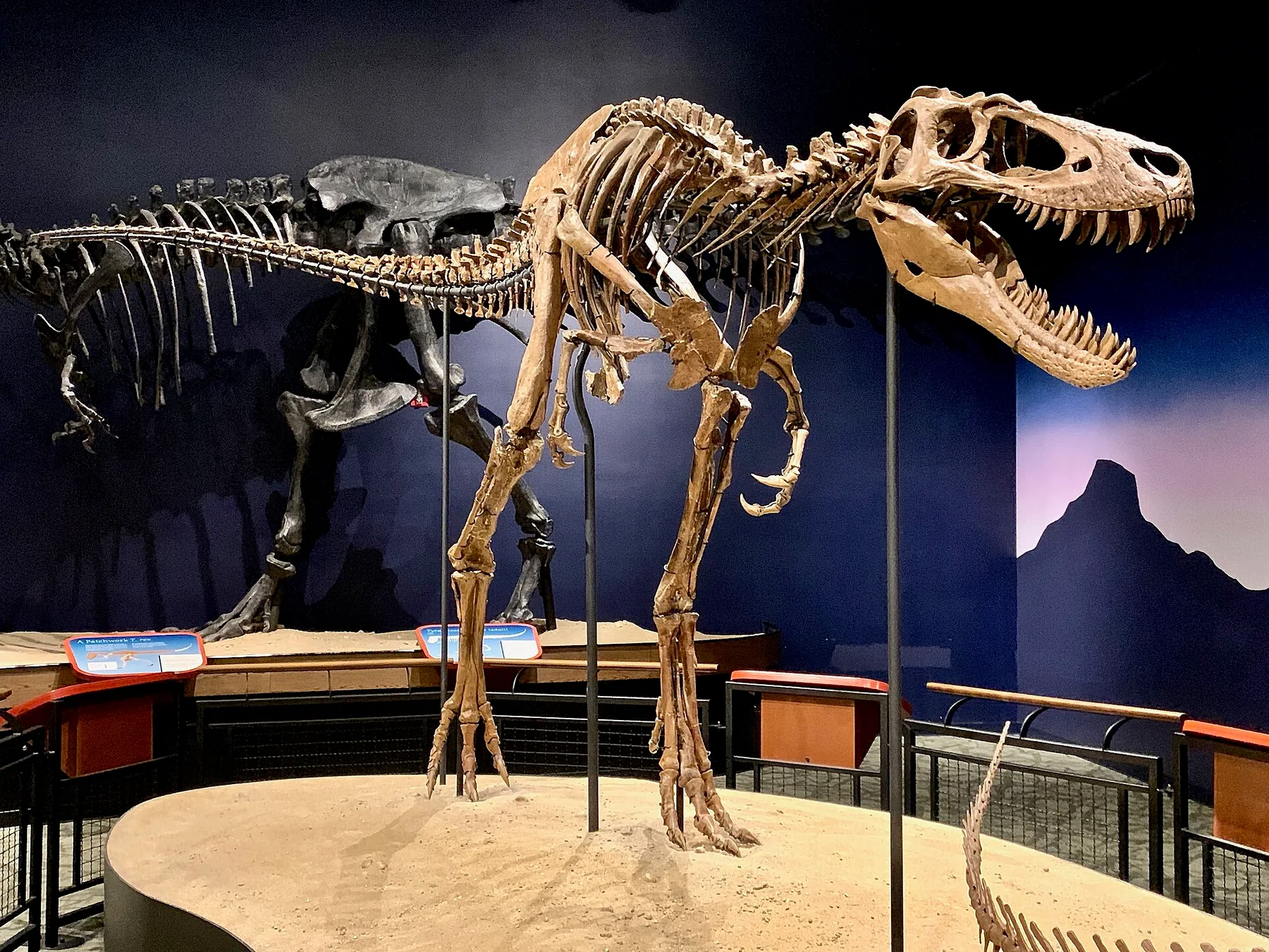 Mounted tyrannosaur skeleton with open jaws on a sand plinth in a museum hall, a larger skeleton behind it