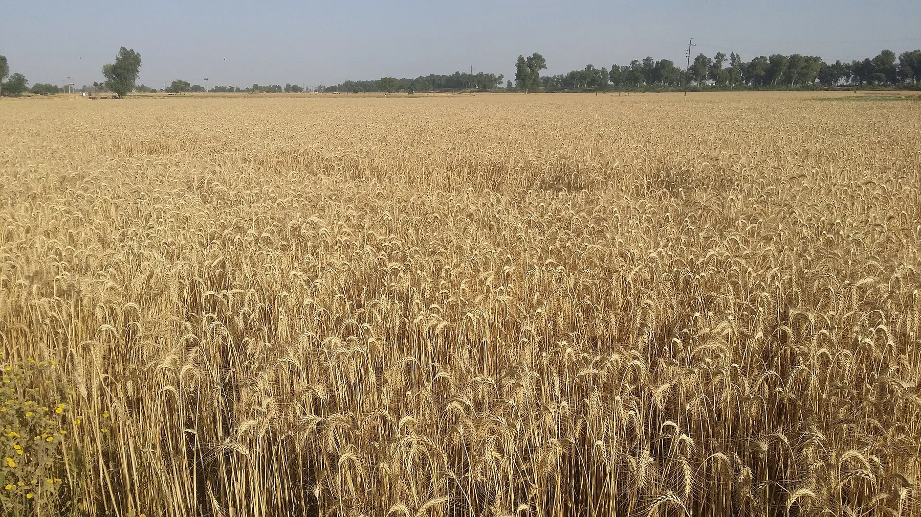 Field of ripe golden wheat stretching to a line of trees under a clear sky