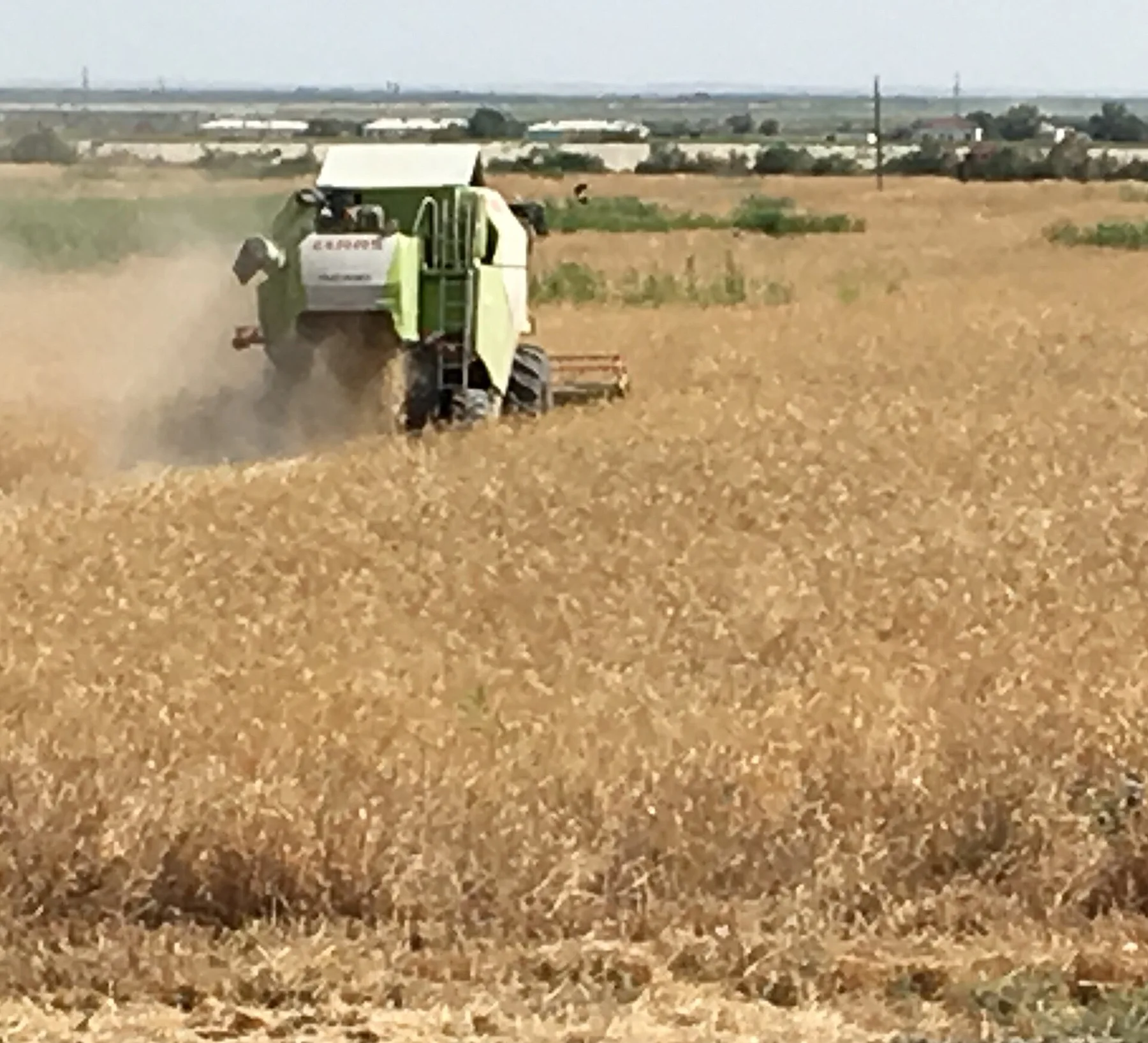 Green combine harvester cutting a ripe golden grain field, dust rising behind it