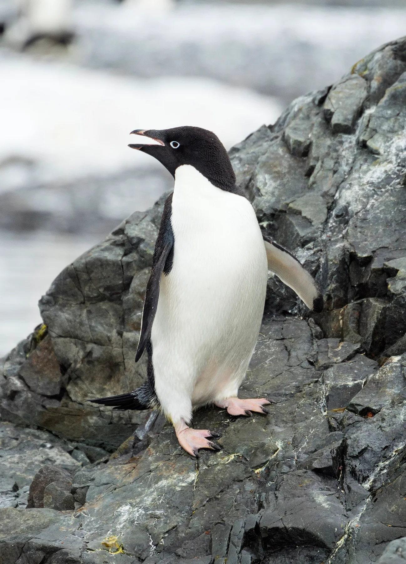 An Adelie penguin standing on dark rocks with its beak open and flippers spread